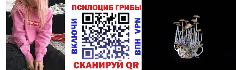 где купить наркоту  Королёв  блэк спрут зеркало  Псилоцибиновые грибы мицелий 